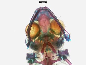 Media type: image;   Herpetology A-136938